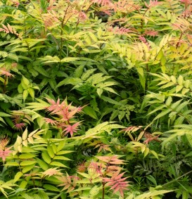 Sorbaria sorbifolia (lijsterbesspirea) Sorbaria sorbifolia (lijsterbesspirea)