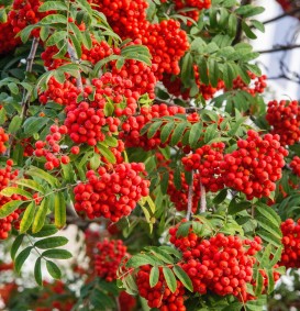 Sorbus aucuparia 'Edulus' (Lijsterbes) Sorbus aucuparia 'Edulus' (Lijsterbes)