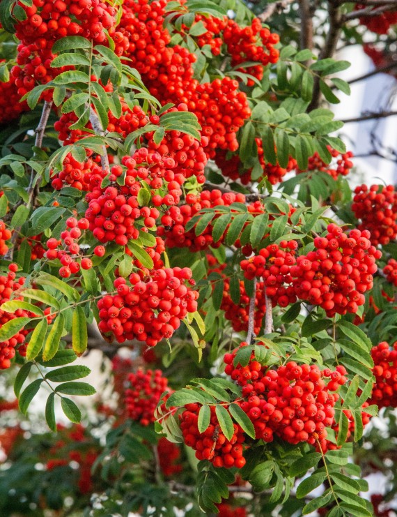 Sorbus aucuparia 'Edulus' (Lijsterbes)