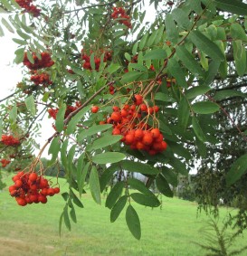 Sorbus auc. 'Pendula' (Treurlijsterbes) Sorbus auc. 'Pendula' (Treurlijsterbes)