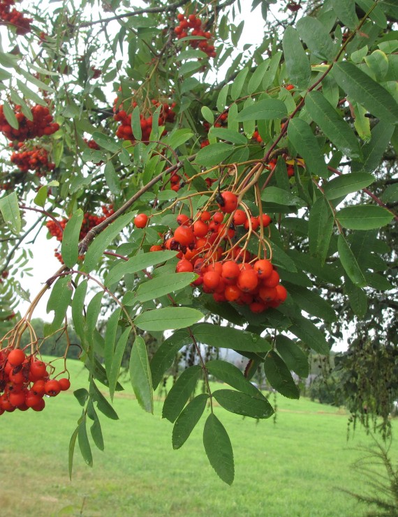 Sorbus auc. 'Pendula'  (Treurlijsterbes)