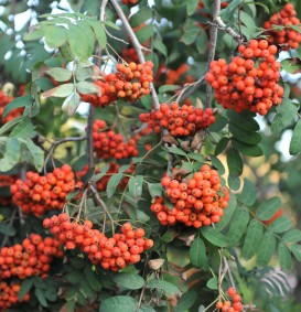 Sorbus aucuparia (Gewone lijsterbes) Sorbus aucuparia (Gewone lijsterbes)