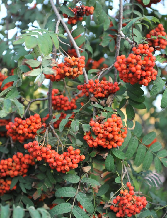 Sorbus aucuparia  (Gewone lijsterbes)