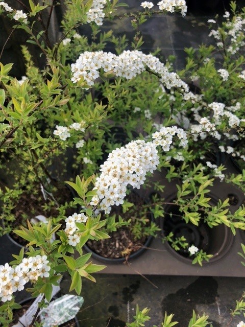 Spirea betulifolia 'Aemiliana' (Spierstruik)