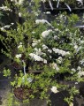 Spirea betulifolia 'Aemiliana' (Spierstruik)