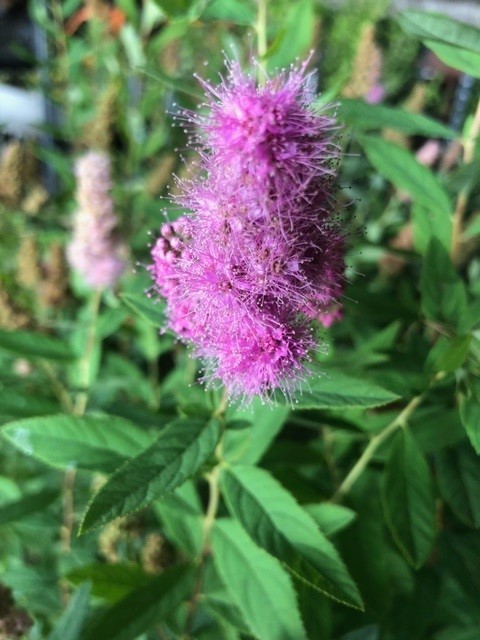 Spirea billiardii (Spierstruik)
