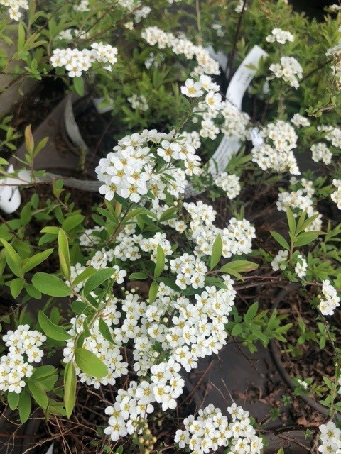 Spirea cinerea 'Grefsheim' (Spierstruik)