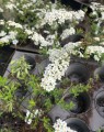 Spirea cinerea 'Grefsheim' (Spierstruik)