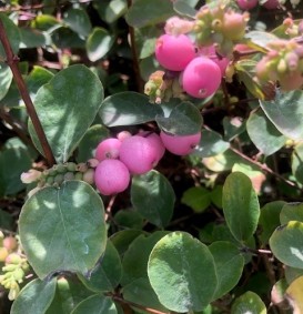 Symphoricarpos doorenbosii 'Amethyst' (Sneeuwbes)