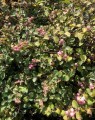 Symphoricarpos doorenbosii 'Amethyst' (Sneeuwbes)