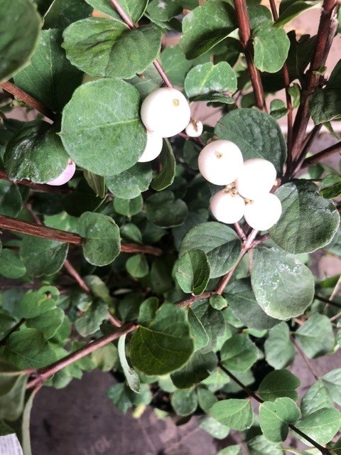 Symphoricarpos doorenbosii 'Mother of Pearl' (Sneeuwbes)