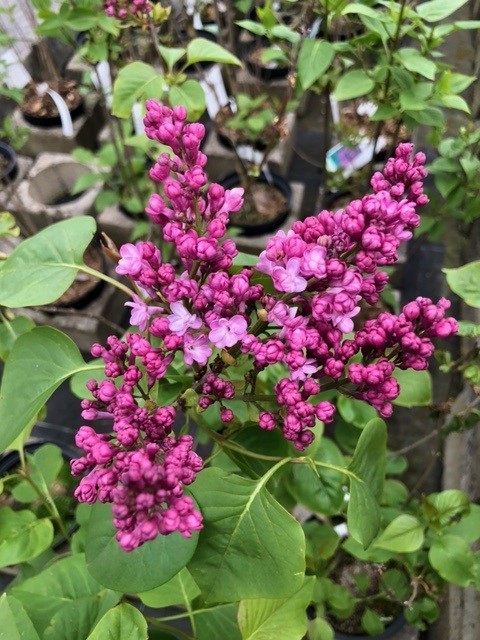 Syringa vulgaris 'Belle de Nancy' (Sering)
