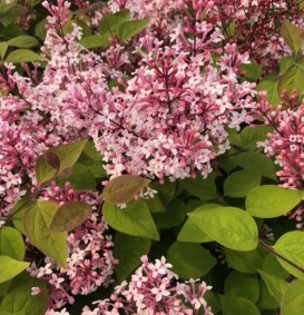 Syringa microphylla 'Superba' (Sering)