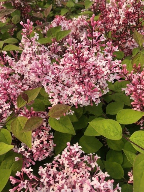 Syringa microphylla 'Superba' op stam (Sering)