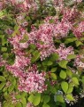 Syringa microphylla 'Superba' op stam (Sering)