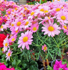 Tanacetum 'Robinson Pink' (Pyrethrum)