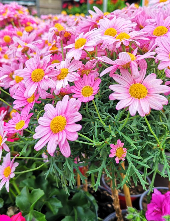 Tanacetum 'Robinson Pink' (Pyrethrum)
