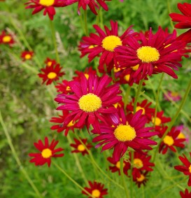 Tanacetum 'Robinson Red' (Pyrethrum)