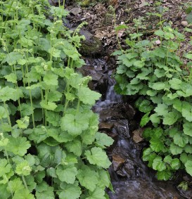 Tellima grandiflora  (Mijterloof)