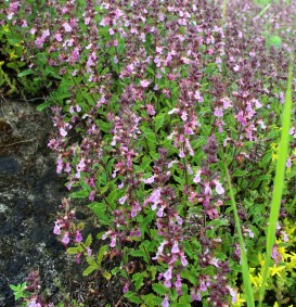 Teucrium chamaedrys (Gamander)