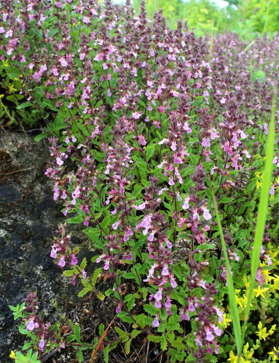 Teucrium chamaedrys (Gamander)