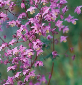 Thalictrum delavayi (=dipterocarpum) (Ruit)