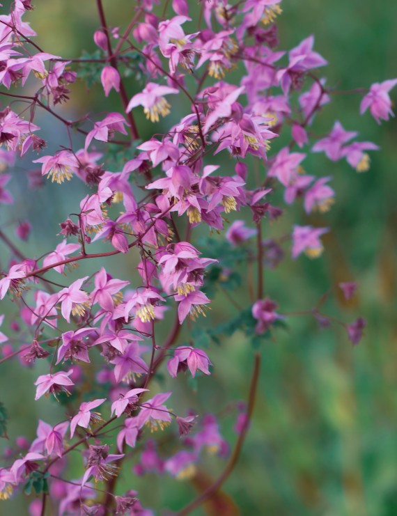Thalictrum delavayi (=dipterocarpum) (Ruit)