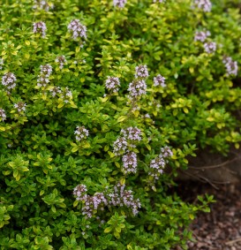 Thymus citriodorus (Citroentijm)