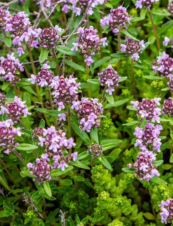 Thymus serpyllum (Siertijm)