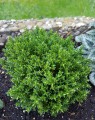 Thymus vulgaris (Keukentijm)