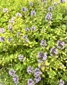Thymus citriodorus 'Aureus' (Siertijm)