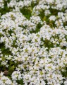 Thymus praecox 'Albiflorus' ( =Thymus serphillum Albus) (Siertijm)