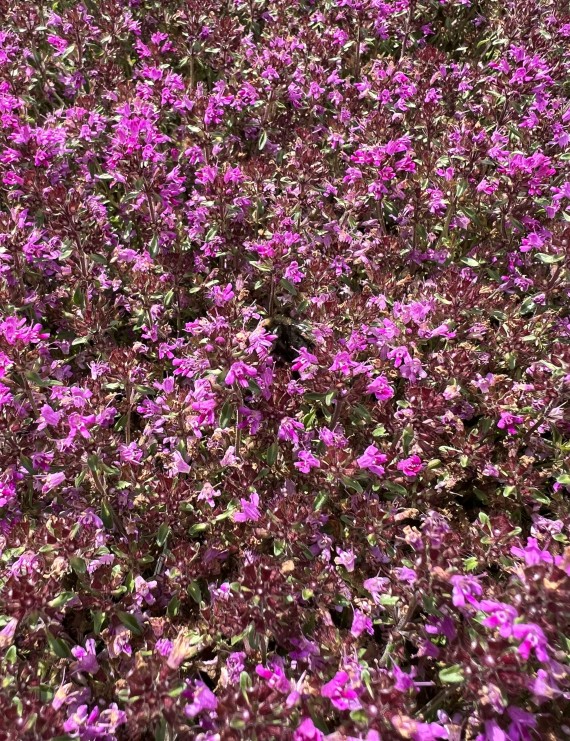 Thymus praecox 'Coccineus' (Kruiptijm)