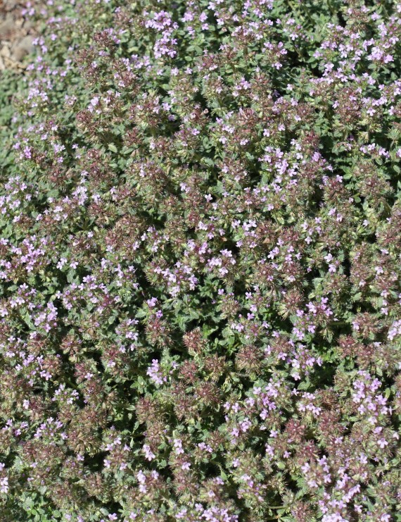 Thymus praecox pseudolanuginosus (Siertijm)