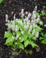 Tiarella cordifolia (Perzische muts)