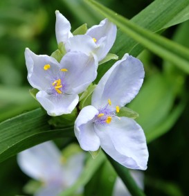 Tradescantia 'Innocence' (Eendagsbloem)