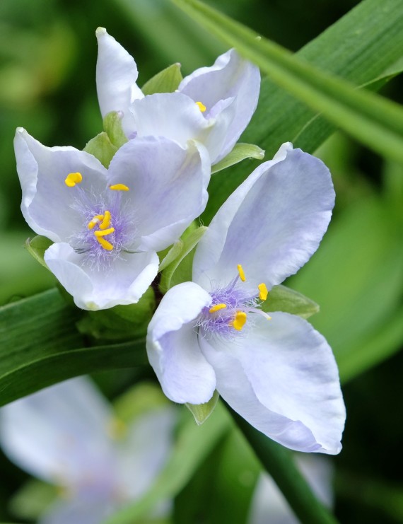 Tradescantia 'Innocence' (Eendagsbloem)