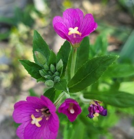 Tradescantia 'Karminglut' (Eendagsbloem)