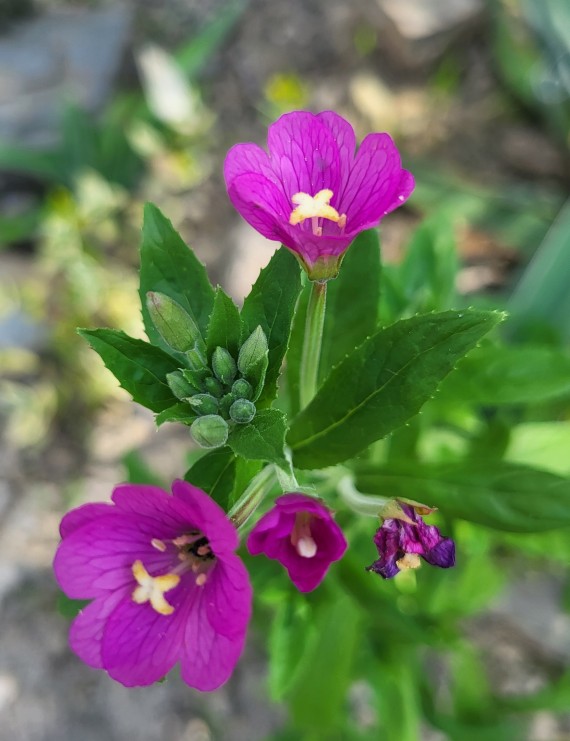 Tradescantia 'Karminglut' (Eendagsbloem)