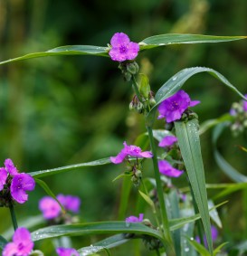 Tradescantia 'Leonora' (Eendagsbloem)