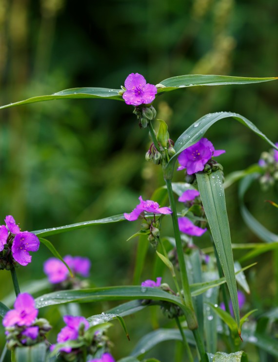 Tradescantia 'Leonora' (Eendagsbloem)