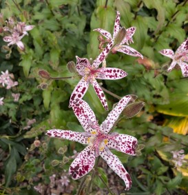 Tricyrtis hirta (Paddenlelie)