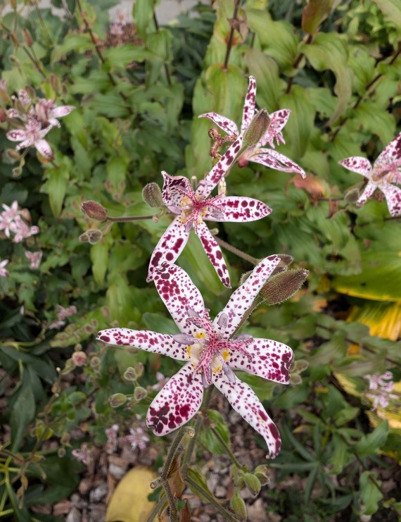 Tricyrtis hirta (Paddenlelie) Tricyrtis hirta (Paddenlelie)