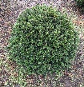 Taxus baccata    in bolvorm (Venijnboom)