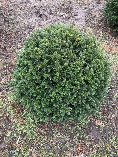 Taxus baccata    in bolvorm (Venijnboom)