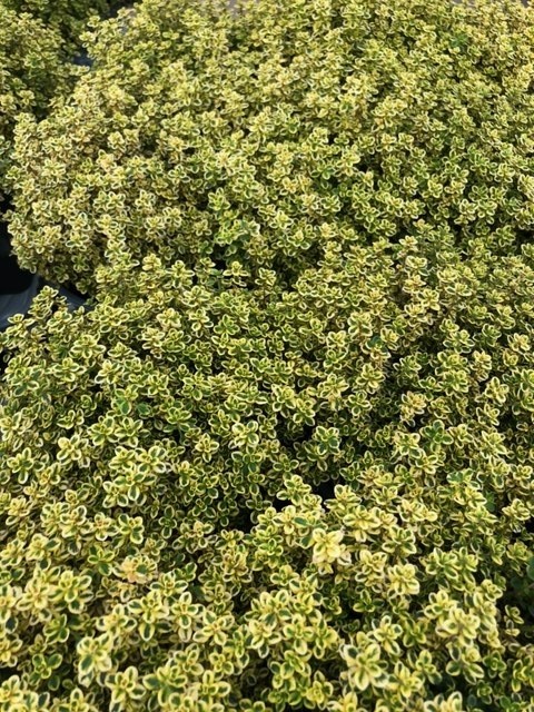 Thymus citriodorus 'Aureus' (Siertijm)