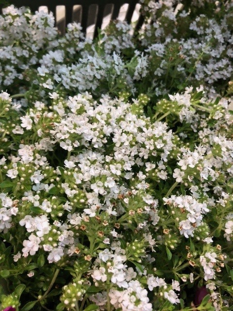 Thymus praecox 'Albiflorus' ( =Thymus serphillum Albus) (Siertijm)