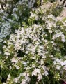 Thymus praecox 'Albiflorus' ( =Thymus serphillum Albus) (Siertijm)