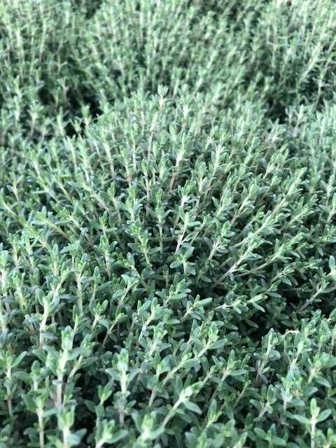Thymus vulgaris (Keukentijm)