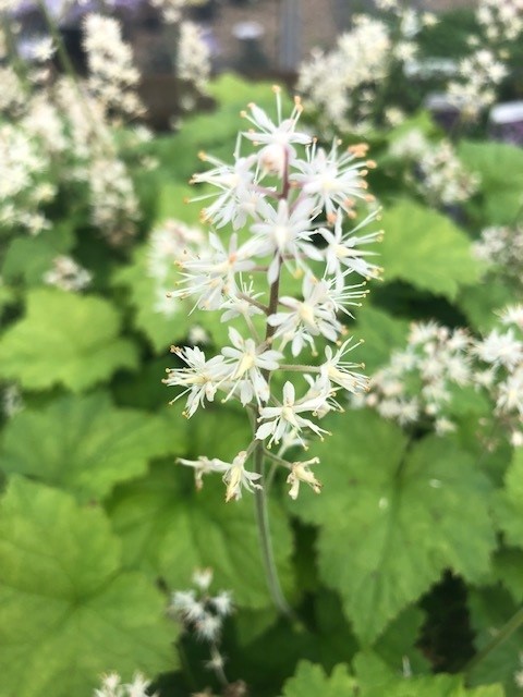 Tiarella cordifolia (Perzische muts)
